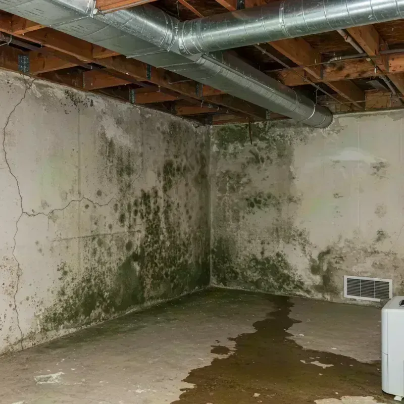 Professional Mold Removal in Coal Fork, WV